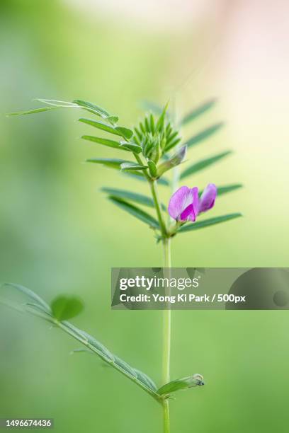 close-up of pink flowering plant,daejeon,south korea - daejeon stock pictures, royalty-free photos & images