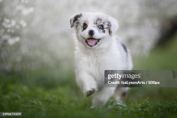 australian shepherd puppy running in spring scenery - australian shepherd stock pictures, royalty-free photos & images