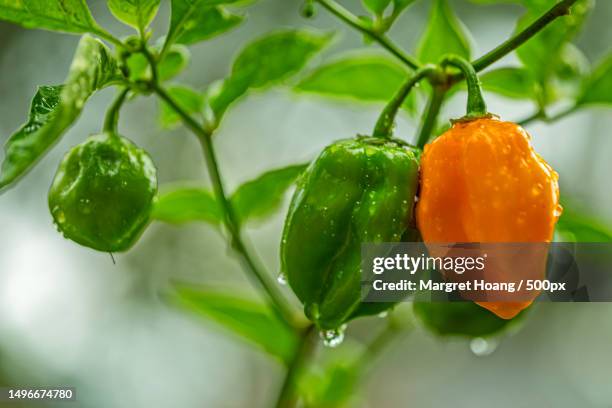 close-up of bell pepper plant - green bell pepper - fotografias e filmes do acervo