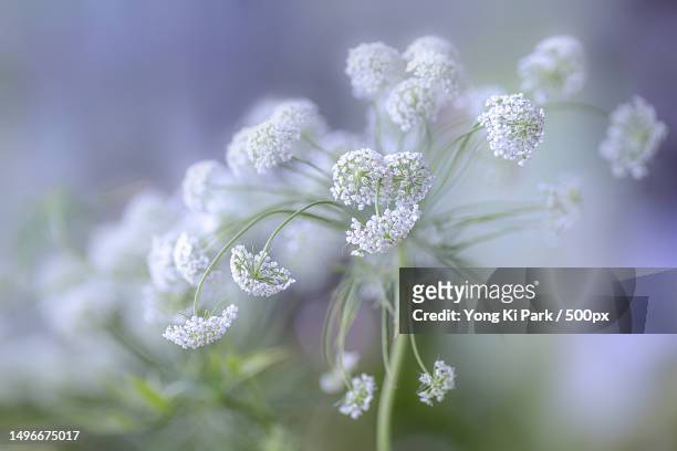 close-up of white flowering plant,daejeon,south korea - daejeon stock pictures, royalty-free photos & images