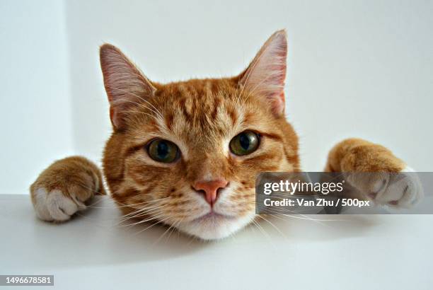 close-up portrait of cat sitting - rode kat stockfoto's en -beelden