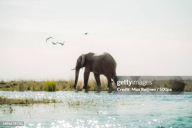 the scenery of wetland,botswana - botswana stock pictures, royalty-free photos & images