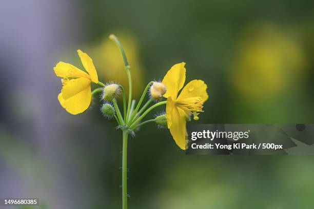 close-up of yellow flowering plant,daejeon,south korea - daejeon stock pictures, royalty-free photos & images