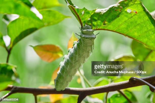 close-up of caterpillar on plant,satun,thailand - princess bean - fotografias e filmes do acervo