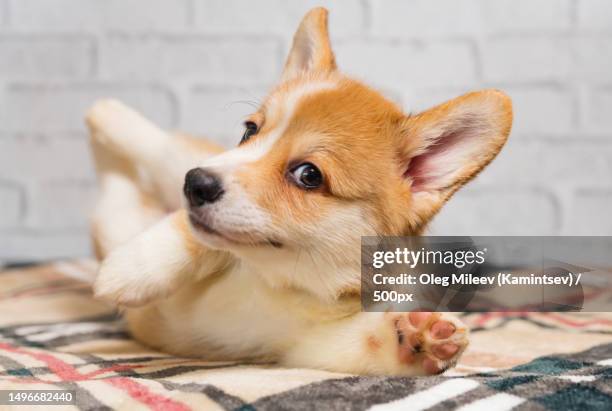 close-up of pembroke welsh corgi lying on floor - pembroke welsh corgi puppy foto e immagini stock