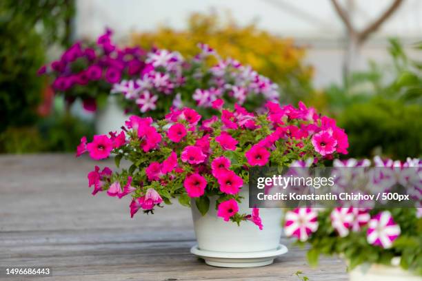close-up of pink flowering plants in pot on table,russia - petunia pot stock pictures, royalty-free photos & images