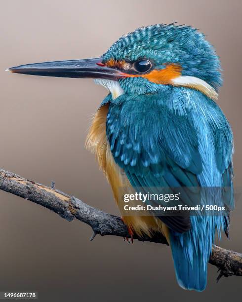 close-up of kingfisher perching on branch,bhavnagar,gujarat,india - kingfisher river stock pictures, royalty-free photos & images