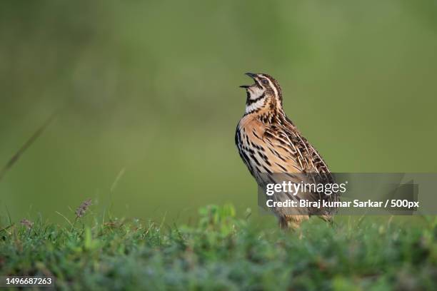 close-up of corncrake perching on field,maharashtra,india - corncrake stock pictures, royalty-free photos & images