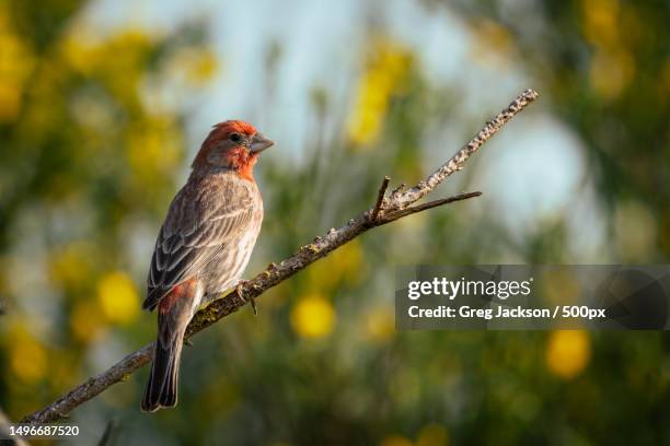 close-up of songfinch perching on branch,canada - finch stock pictures, royalty-free photos & images