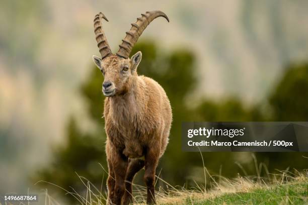 portrait of alpine ibex standing on field - alpine ibex stock pictures, royalty-free photos & images