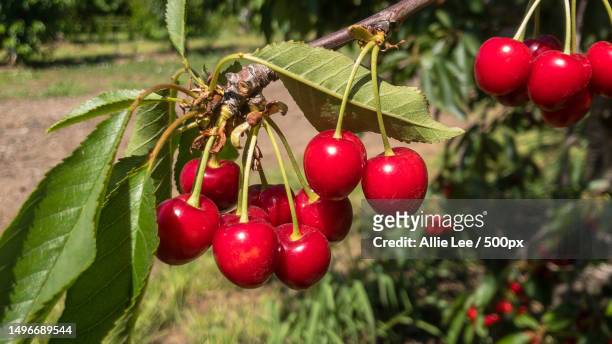 close-up of cherries growing on tree,san francisco,california,united states,usa - cherry tree stockfoto's en -beelden
