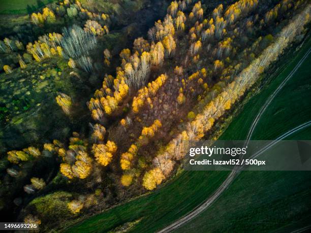 high angle view of trees on field,nizhny novgorod oblast,russia - nizhny novgorod oblast stock-fotos und bilder