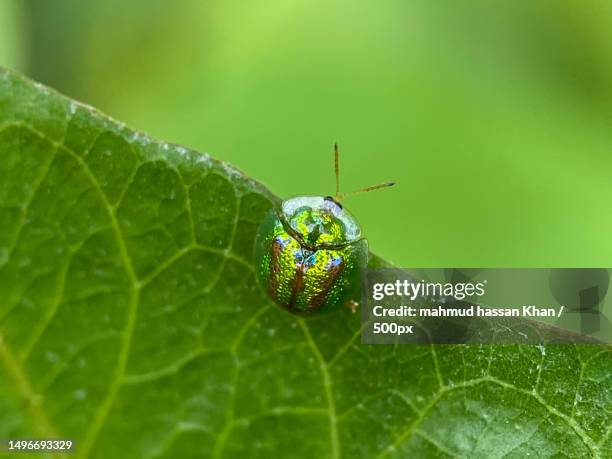 close-up of insect on leaf,dhaka,bangladesh - pest stock pictures, royalty-free photos & images