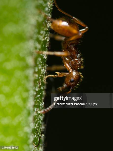 close-up of insect on plant - fire ant stock pictures, royalty-free photos & images