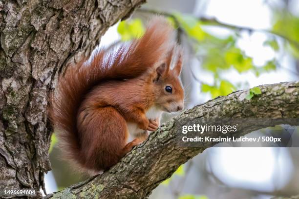 close-up of american red squirrel on tree trunk,germany - american red squirrel stock pictures, royalty-free photos & images