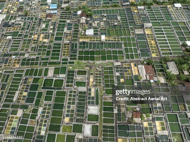 aerial image showing hundreds of fish farming ponds, bali, indonesia - side by side comparison stock pictures, royalty-free photos & images