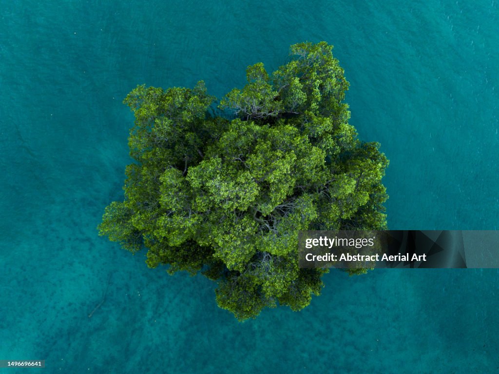 Drone image directly above a tree in the Indian Ocean, Bali, Indonesia