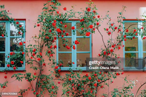 climbing rose surrounds the front of a pink house with blue windows - pink flower stock pictures, royalty-free photos & images