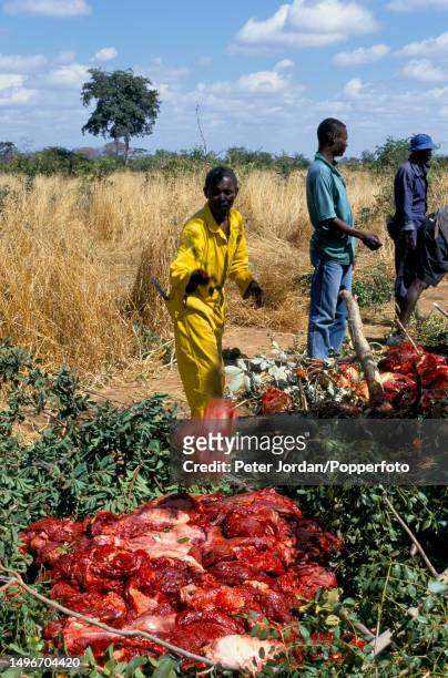Meat from a butchered ten year old bull elephant is cut up in the bush prior to being distributed to villagers near Lukosi in Matabeleland,...