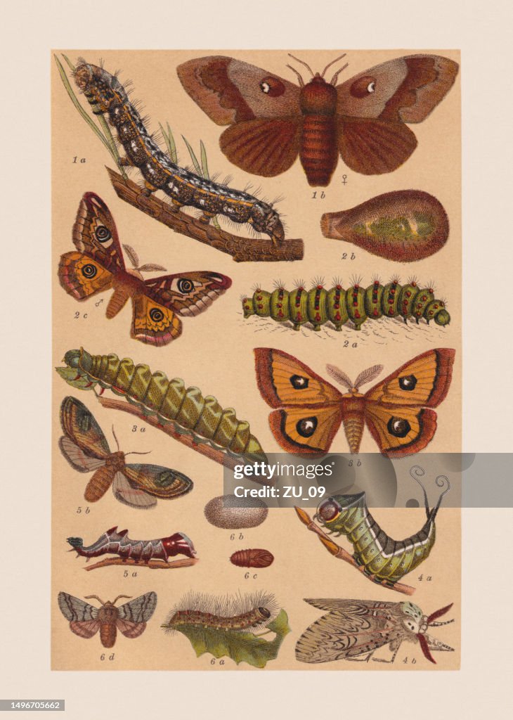 Various butterflies (Lasiocampidae, Saturniidae, Notodontidae), chromolithograph, published in 1892