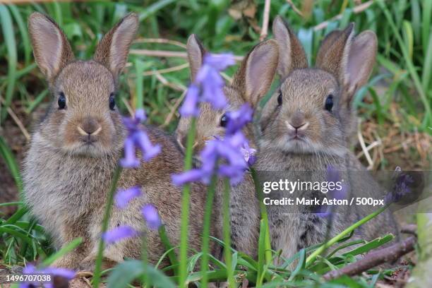 close-up of rabbits by plants - cottontail stockfoto's en -beelden