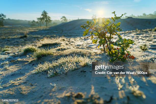 scenic view of snow covered land against sky,ommen,netherlands - sahara snow stock-fotos und bilder