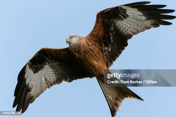 low angle view of eagle flying against clear blue sky,hitchin,united kingdom,uk - rotmilan stock-fotos und bilder