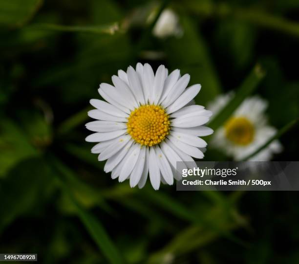 close-up of white daisy flower - ヒナギク ストックフォトと画像
