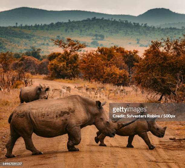 side view of white rhinoceros standing on field,nairobi,nairobi county,kenya - nairobi - fotografias e filmes do acervo