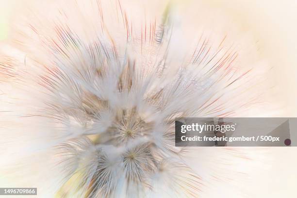 close-up of dandelion flower,marignane,france - douceur photos et images de collection