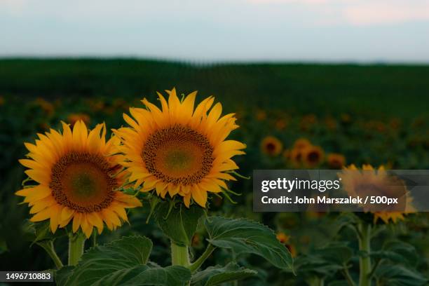 close-up of sunflower on field against sky - denver summer stock pictures, royalty-free photos & images
