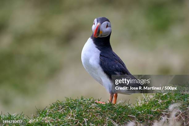 close-up of puffin perching on field,mykines,denmark - water bird foto e immagini stock