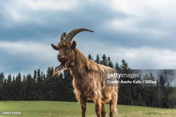 side view of mountain goat standing on field against sky,germany - goats stock pictures, royalty-free photos & images