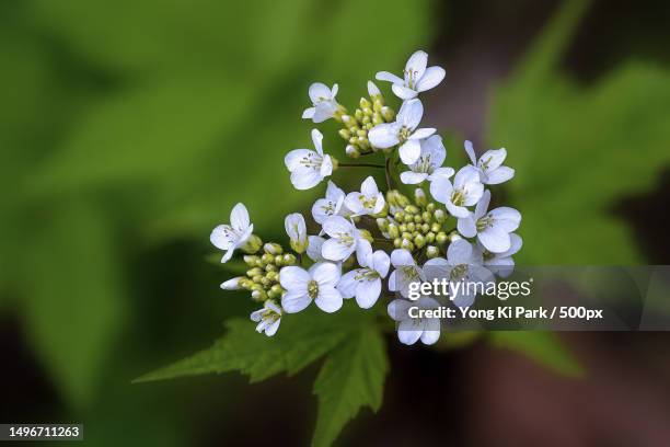 close-up of white flowering plant,daejeon,south korea - daejeon stock pictures, royalty-free photos & images