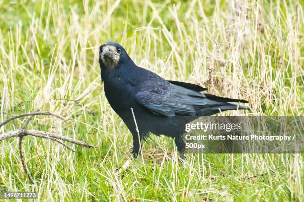 close-up of rook perching on field,united kingdom,uk - rook chess piece stock pictures, royalty-free photos & images