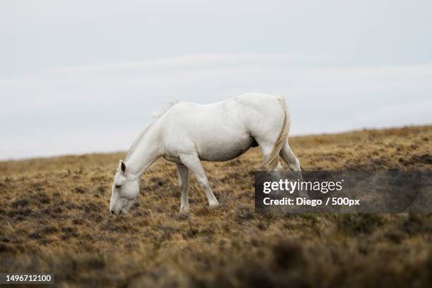 side view of horse standing on field against sky,chubut,argentina - caballo blanco fotografías e imágenes de stock