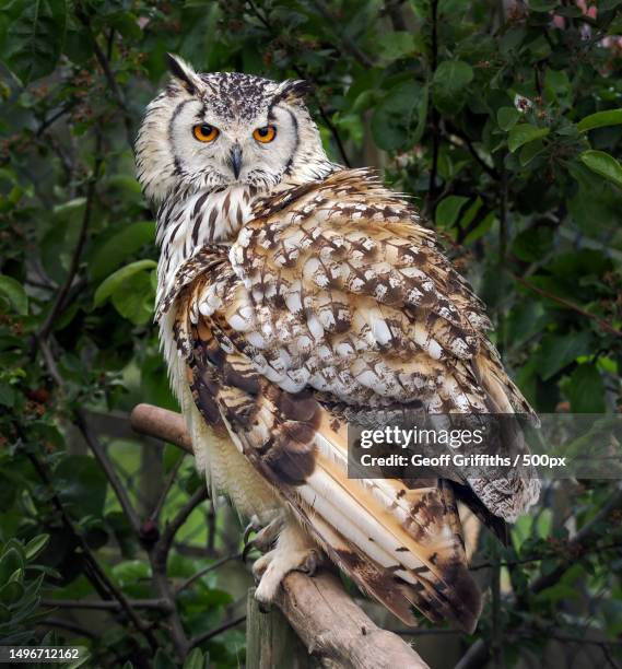 portrait of burrowing great horned owl perching on branch - eurasian eagle owl stock pictures, royalty-free photos & images