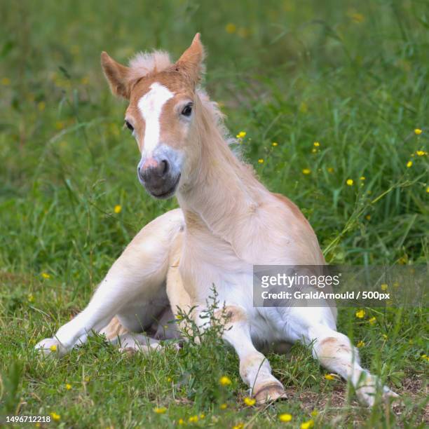 portrait of goat sitting on grassy field,france - foal stock pictures, royalty-free photos & images