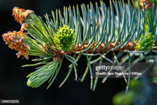 close-up of pine tree - nadel pflanzenbestandteile stock-fotos und bilder
