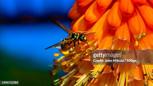 close-up of insect on flower,canada - food chain stock-fotos und bilder