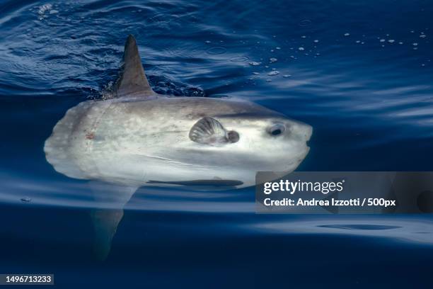 high angle view of dolphin swimming in sea,genoa,metropolitan city of genoa,italy - マンボウ ストックフォトと画像