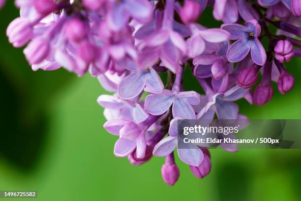 close-up of purple flowering plant,russia - purple lilac stock pictures, royalty-free photos & images