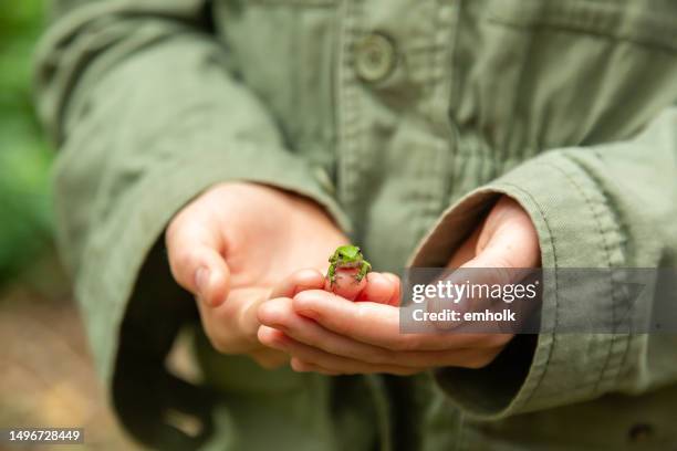 girl holding small tree frog in her hands - frog stock pictures, royalty-free photos & images