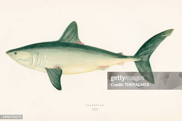 porbeagle shark - color printed woodblocks 1877 - porbeagle shark stock illustrations