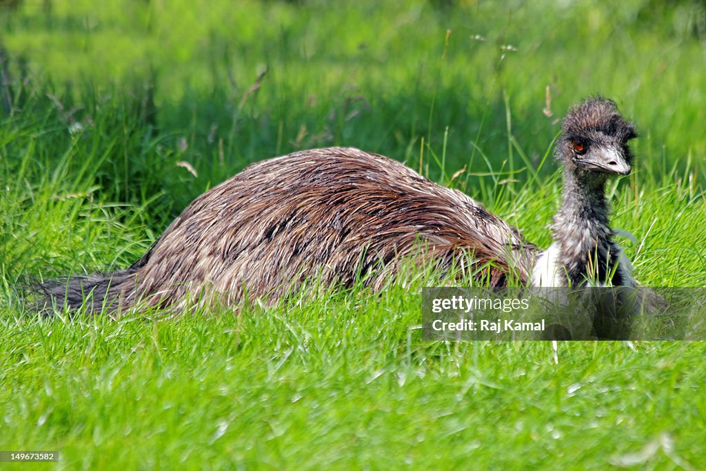Emu resting in sun, Dromaius novaehollandiae. Aust