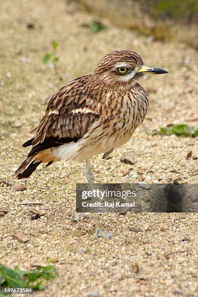 spotted thick-knee, burhinus capensis.africa - spotted thick knee stock pictures, royalty-free photos & images