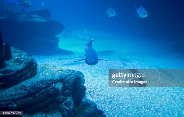 a single shark swimming along the rocks of a reef inside an aquarium, front view - ciutat de les arts i les ciències stock pictures, royalty-free photos & images