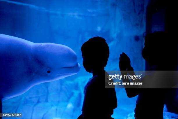 side view of two children standing in an aquarium looking through the glass at a bowhead whale. - ciutat de les arts i les ciències stock pictures, royalty-free photos & images
