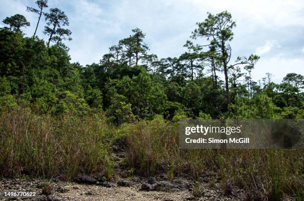Mexican Reeds Lagunas De Montebello National Park Photos and Premium High Res ...