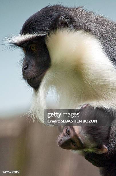 Cercopithecus Roloway Roloway Monkey Photos and Premium High Res Pictures - Getty Images